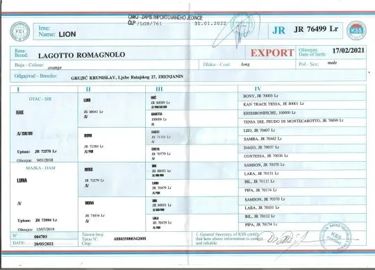 Lagotto Romagnolo reproduktor na sprzedaż, , Praga