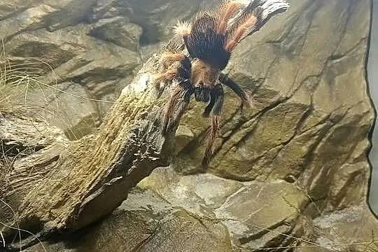 Ptasznik Brachypelma Boehmei 5dc samica