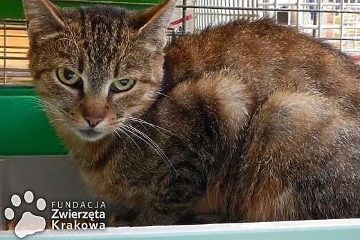 Koteczka w burym futerku,  małopolskie Kraków