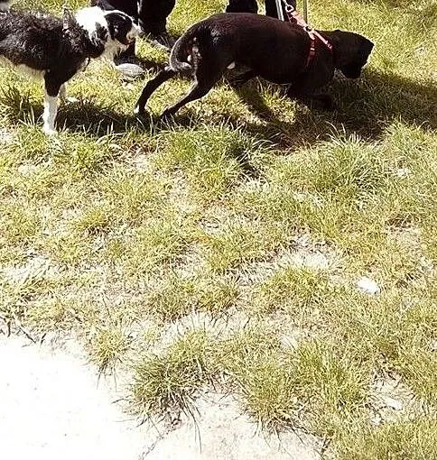 [Do adopcji} ARON I SZOGUN - zwierzęta, które straciły wszystko poza nadzieją!, Łódzkie, Łódź