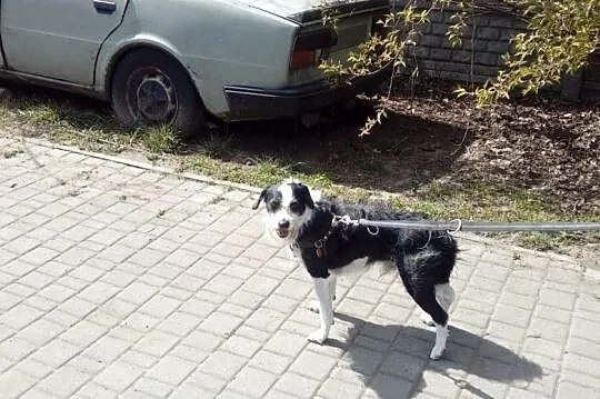 [Do adopcji} ARON I SZOGUN - zwierzęta, które straciły wszystko poza nadzieją!, Łódzkie, Łódź