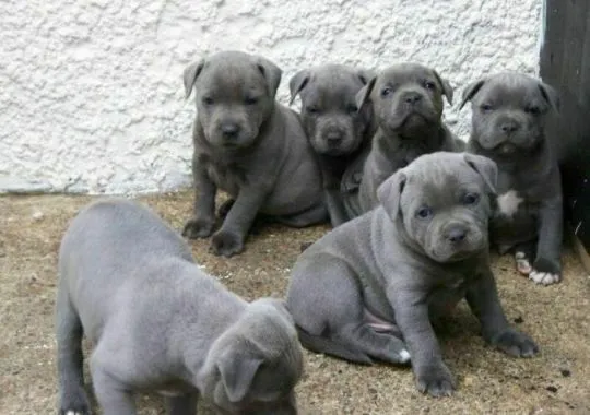 Wyjątkowy miot szczeniąt Blue Staffordshire Bull Terrier.
