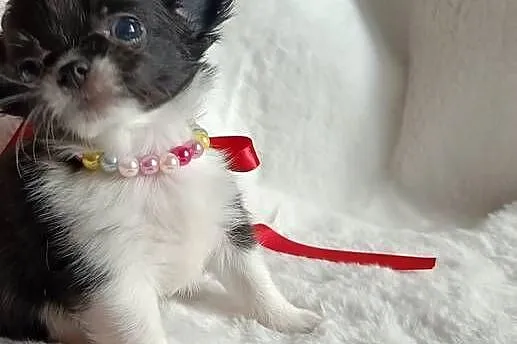Chihuahua dziewczynka długowłosa suczka