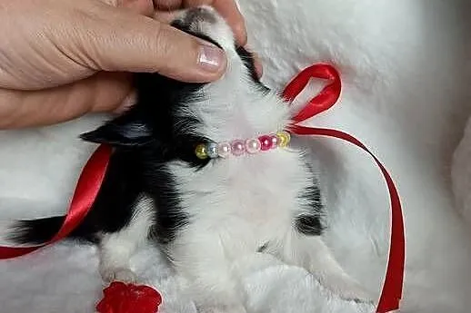 Chihuahua dziewczynka długowłosa suczka, Kujawsko-pomorskie, Inowrocław