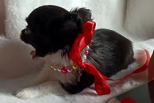 Chihuahua dziewczynka długowłosa suczka, Kujawsko-pomorskie, Inowrocław