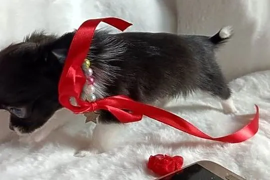 Chihuahua dziewczynka długowłosa suczka, Kujawsko-pomorskie, Inowrocław