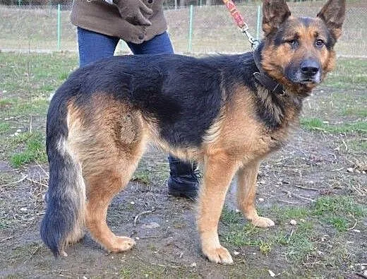 Arni cudowny i przyjazny owczarek z jednym oczkiem