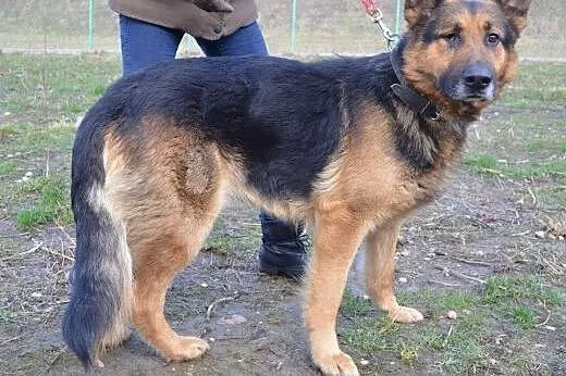 Arni cudowny i przyjazny owczarek z jednym oczkiem