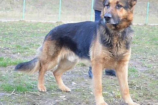 Arni cudowny i przyjazny owczarek z jednym oczkiem