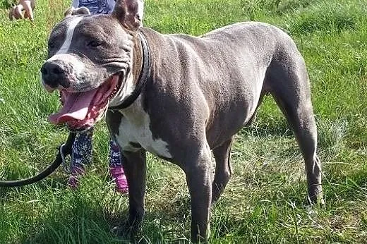 Bandziorek do adopcji,  wielkopolskie Słupca