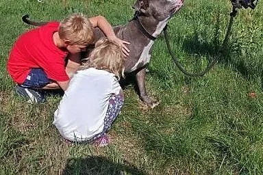 Bandziorek do adopcji,  wielkopolskie Słupca