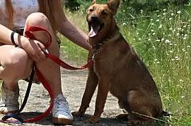Pikolo-przyjacielski,nieduży,młody i energiczny ps, Ruda Śląska