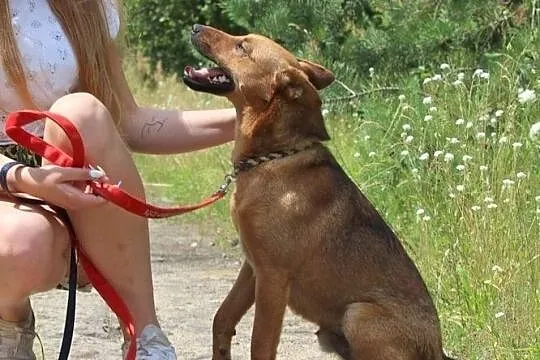 Pikolo-przyjacielski,nieduży,młody i energiczny ps, Ruda Śląska