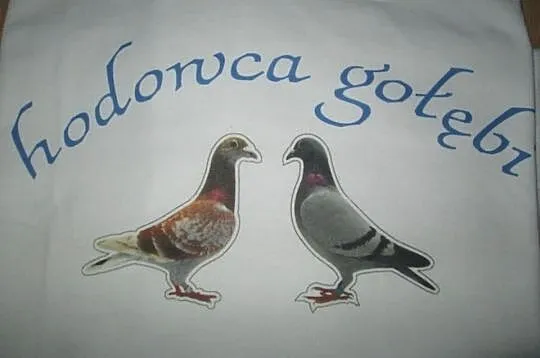 Koszulki dla hodowców gołębi z nadrukiem