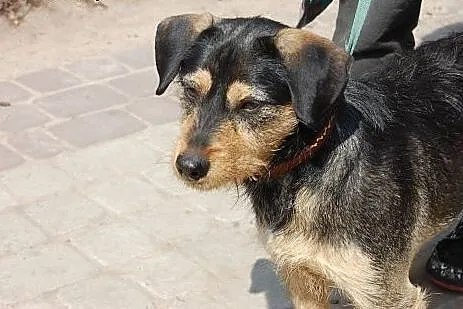 Szon młody psiak znowu bez domku,  śląskie Katowic