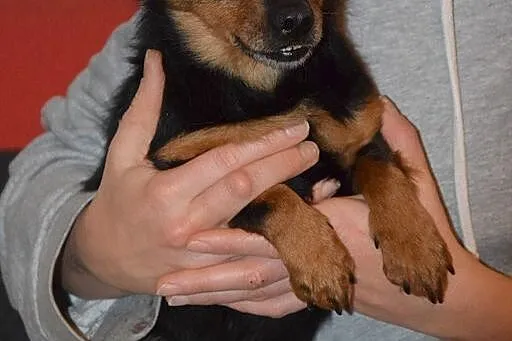Grzeczny MIKROPSIAK Franio, łagodny NAKOLANKOWY maluch adopcja