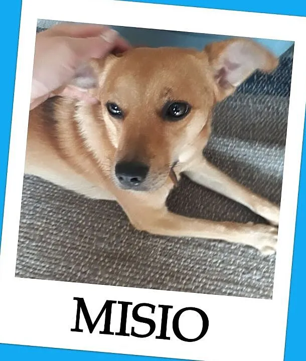 Średni 10 kg,2 letni,rezolutny,grzeczny,zaszczepiony piesek MISIO.ADOPCJA!, Śląskie, Katowice
