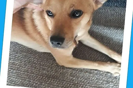 Średni 10 kg,2 letni,rezolutny,grzeczny,zaszczepiony piesek MISIO.ADOPCJA!, Śląskie, Katowice