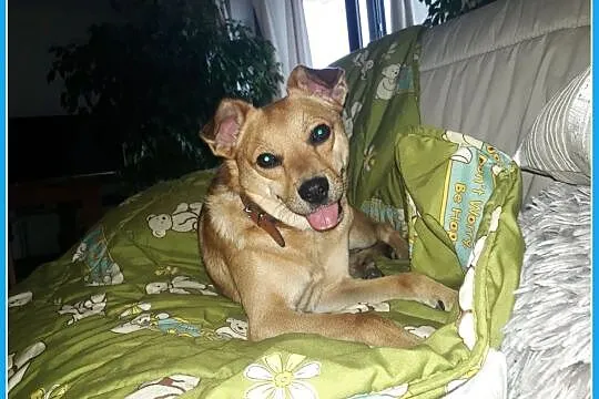 Średni 10 kg,2 letni,rezolutny,grzeczny,zaszczepiony piesek MISIO.ADOPCJA!, Śląskie, Katowice