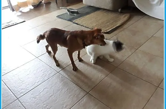 Średni 10 kg,2 letni,rezolutny,grzeczny,zaszczepiony piesek MISIO.ADOPCJA!, Śląskie, Katowice