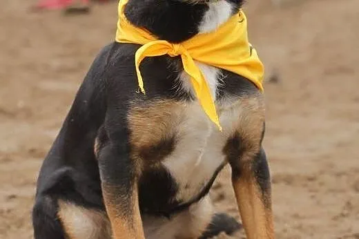 Dina - średnia, miła 11 miesięczna sunia,  mazowie