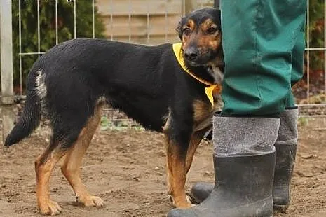 Dina - średnia, miła 11 miesięczna sunia,  mazowie