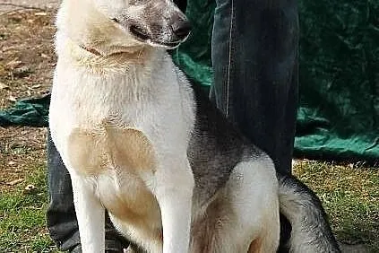 CZARA - filigranowa owczareczka