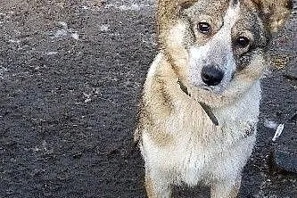 Hania - miła i serdeczna sunia szuka domu!,  Kundelki cała Polska, 