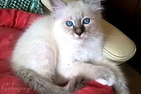 Kot birmański z rodowodem - Hodowla Gabagrey*PL,  