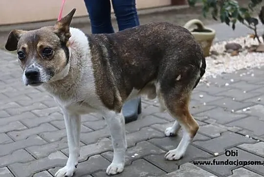 Obi - szuka kochającego domu, Mazowieckie, Nowy Dwór Mazowiecki
