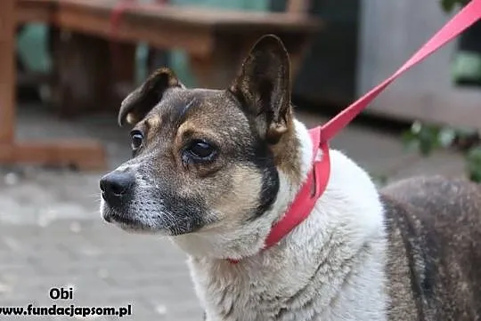Obi - szuka kochającego domu, Mazowieckie, Nowy Dwór Mazowiecki