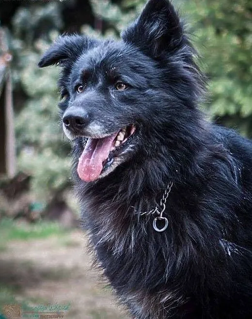 CIAPEK, cudny przytulak gotowy do adopcji!, kujaw