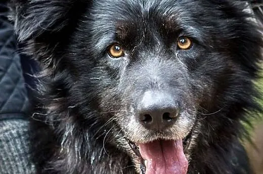 CIAPEK, cudny przytulak gotowy do adopcji!,  kujaw