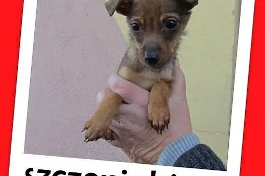 Szczeniaki,małe,średnie,piesek,suczki do adopcji,  śląskie Katowice