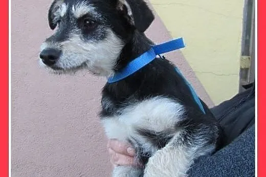 Szczeniaki,małe,średnie,piesek,suczki do adopcji, 