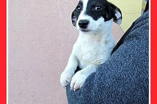 Szczeniaki,małe,średnie,piesek,suczki do adopcji, 