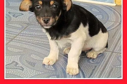 Szczeniaki,małe,średnie,piesek,suczki do adopcji, 