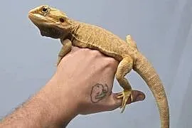 Agama brodata Samiec leatherback citrus