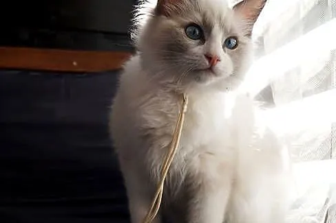 Ragdoll kocięta FPL, Pomorskie, Somonino