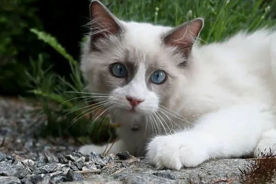 Ragdoll kocięta FPL, Pomorskie, Somonino