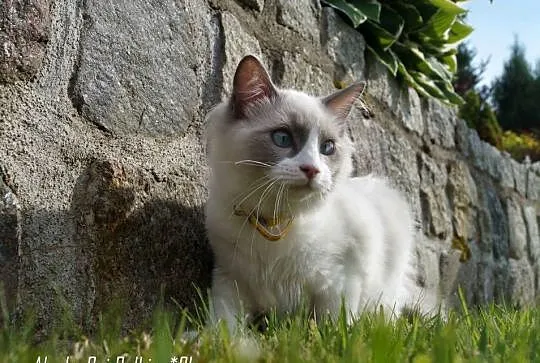 Ragdoll kocięta FPL, Pomorskie, Somonino