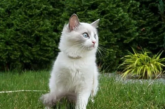 Ragdoll kocięta FPL, Pomorskie, Somonino