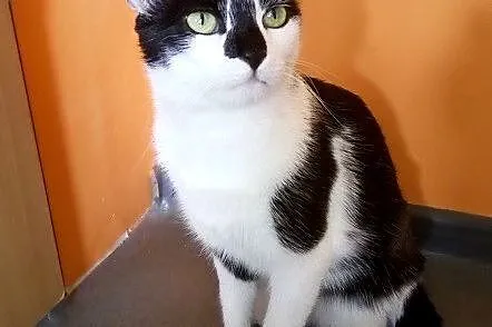 Kropka