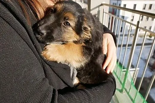 Misia - mega szczeniak do adopcji!,  mazowieckie W