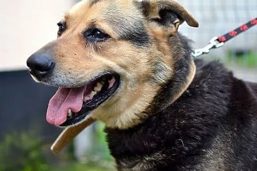Marley- pies o wielkim sercu,  śląskie Sosnowiec