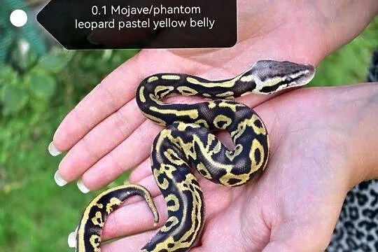 Pyton królewski, samica, Podlaskie, Suwałki