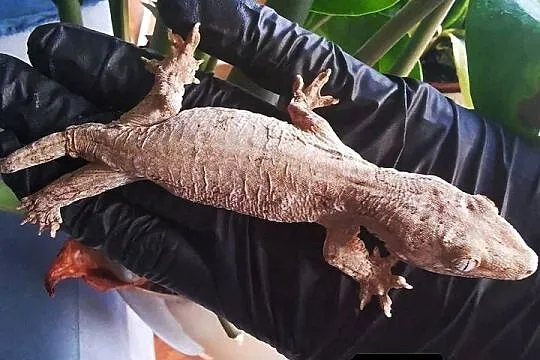 Gekon Olbrzymi Rhacodactylus Lechianus