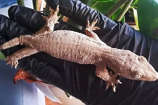 Gekon Olbrzymi Rhacodactylus Lechianus, Małopolskie, Kraków