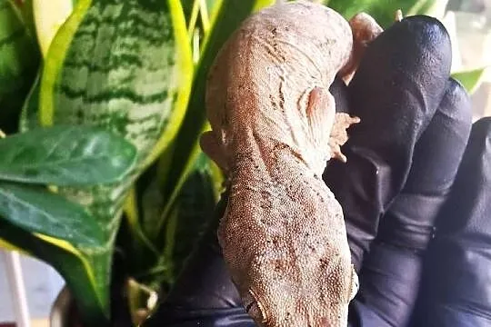 Gekon Olbrzymi Rhacodactylus Lechianus, Małopolskie, Kraków