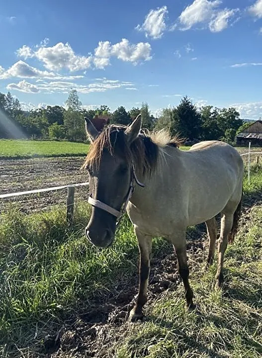 Sprzedam w dobre ręce klacz konika polskiego Noriana, ,